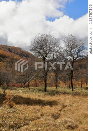 [Fixed price] Autumn scenery of autumn leaves on Mt. Nyukasa (Oabara Wetland) 112767396