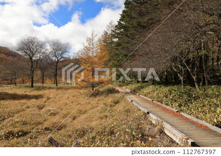 [Fixed price] Autumn scenery of autumn leaves on Mt. Nyukasa (Oabara Wetland) 112767397