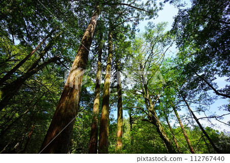 抬頭仰望屋久島參天大樹 抬頭仰望屋久島參天大樹 112767440