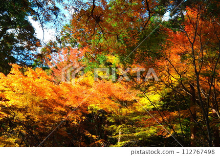 Oyada Shrine Momiji Valley Oyada Shrine Momiji Valley 112767498