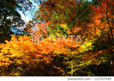 Oyada Shrine Momiji Valley Oyada Shrine Momiji Valley 112767499