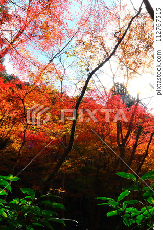 Oyada Shrine Momiji Valley Oyada Shrine Momiji Valley 112767515