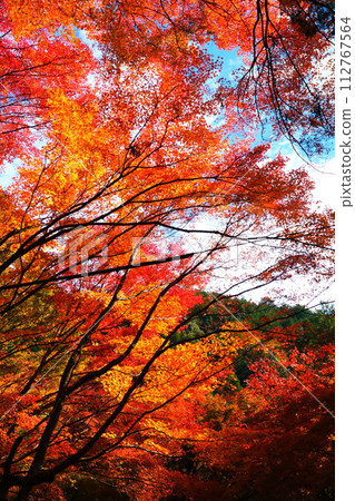 Oyada Shrine Momiji Valley Oyada Shrine Momiji Valley 112767564