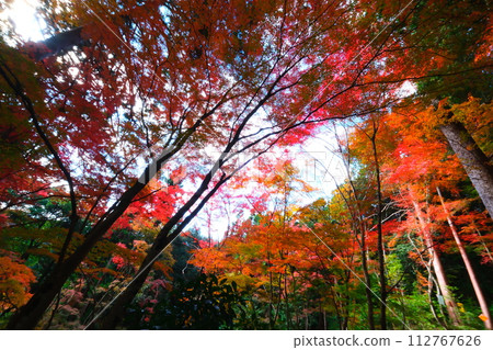 Oyada Shrine Momiji Valley 112767626