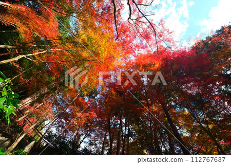 Oyada Shrine Momiji Valley 112767687