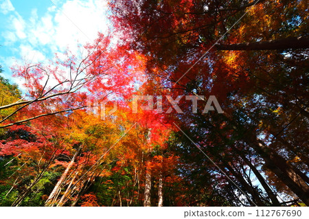 Oyada Shrine Momiji Valley Oyada Shrine Momiji Valley 112767690
