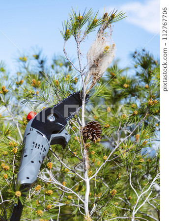 about to cut branch with a pine processionary tent 112767706