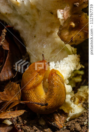 Slug, Dusky Arion, Arion subfuscus, Terrestrial Snail eating a mushroom in the forest Slug, Dusky Arion, Arion subfuscus, Terrestrial Snail eating a mushroom in the forest 112767739