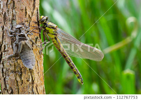 Larval dragonfly grey shell. Nymphal exuvia of Gomphus vulgatissimus. White filaments hanging out of exuvia are linings of tracheae. Exuviae, dried outer casing on blade of grass 112767753