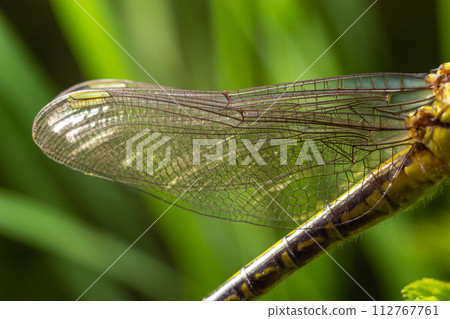 Larval dragonfly grey shell. Nymphal exuvia of Gomphus vulgatissimus. White filaments hanging out of exuvia are linings of tracheae. Exuviae, dried outer casing on blade of grass 112767761