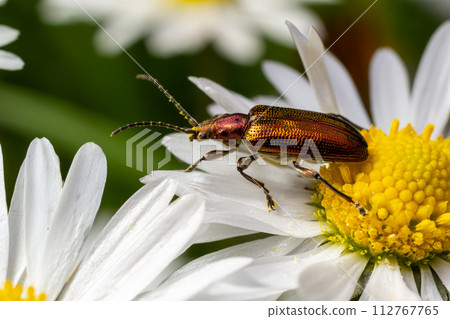 An aquatic leaf-beetle with long antennae Donacia reticulata, Family Chysomelidae 112767765