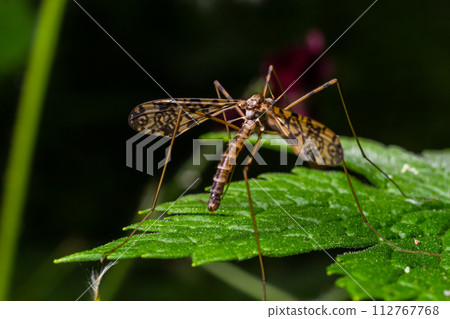 A crane fly Tipula maxima resting on a nettle leaf in early summer 112767768