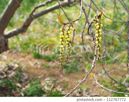 Flower spike of Hachijoukibushi 112767772
