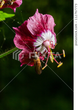 Empis tesselata Dance Fly on a plant 112767773