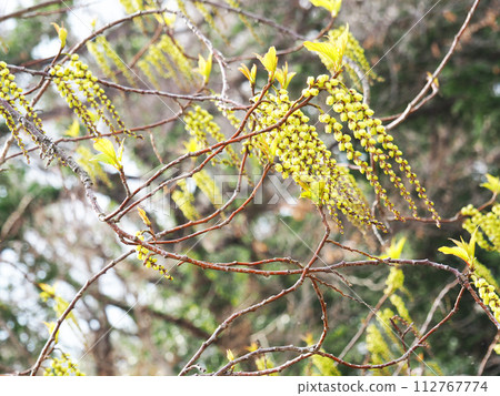 Flower spike of Hachijoukibushi 112767774