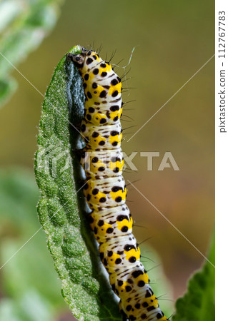 Mullein Cucullia verbasci Caterpillars feeding on garden flower leaves 112767783