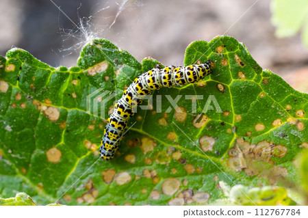 Mullein Cucullia verbasci Caterpillars feeding on garden flower leaves 112767784