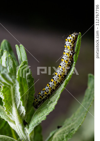 Mullein Cucullia verbasci Caterpillars feeding on garden flower leaves Mullein Cucullia verbasci Caterpillars feeding on garden flower leaves 112767786