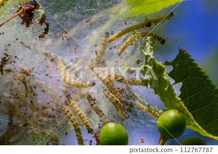 Group of Larvae of Bird-cherry ermine Yponomeuta evonymella pupate in tightly packed communal, white web on a tree trunk and branches among green leaves in summer Group of Larvae of Bird-cherry ermine Yponomeuta evonymella pupate in tightly packed communal, white web on a tree trunk and branches among green leaves in summer 112767787