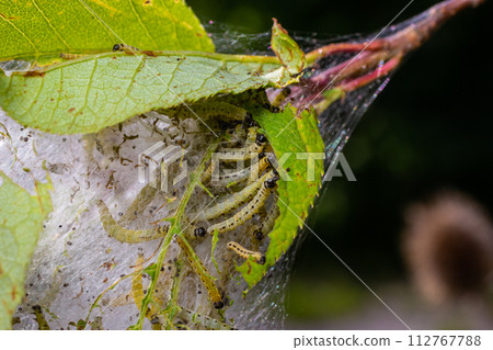 Group of Larvae of Bird-cherry ermine Yponomeuta evonymella pupate in tightly packed communal, white web on a tree trunk and branches among green leaves in summer Group of Larvae of Bird-cherry ermine Yponomeuta evonymella pupate in tightly packed communal, white web on a tree trunk and branches among green leaves in summer 112767788