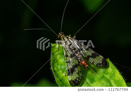 Closeup on a German scorpionfly , Panorpa germanica sitting on a green leaf Closeup on a German scorpionfly , Panorpa germanica sitting on a green leaf 112767799