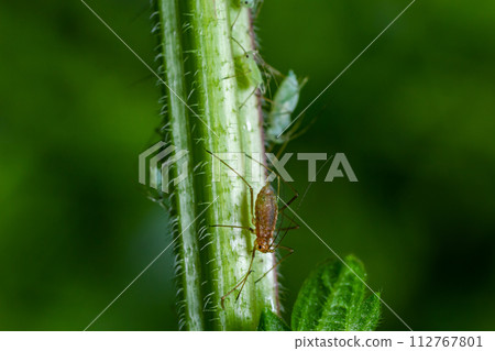 Macrosiphum rosae, the rose aphid is an aphid of the family Aphididae, Hemiptera 112767801