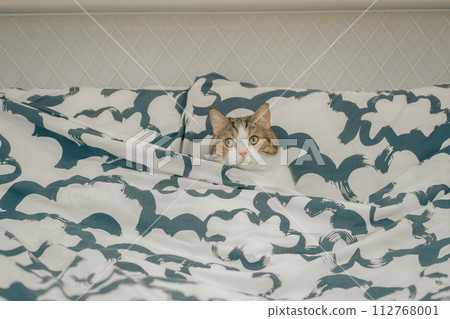 pet care concept with scottish tabby cat play on bed 112768001
