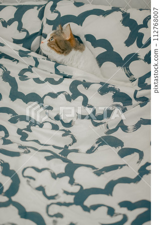 pet care concept with scottish tabby cat play on bed pet care concept with scottish tabby cat play on bed 112768007