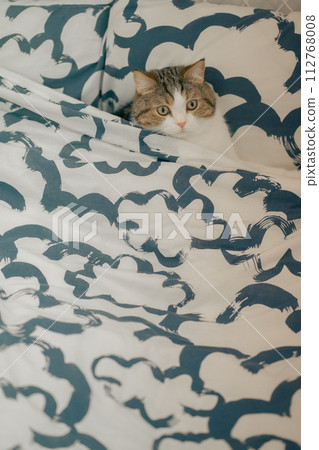 pet care concept with scottish tabby cat play on bed pet care concept with scottish tabby cat play on bed 112768008