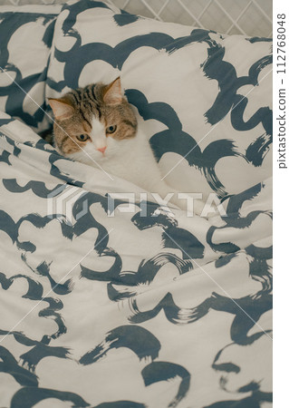 pet care concept with scottish tabby cat play on bed pet care concept with scottish tabby cat play on bed 112768048