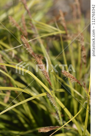 Japanese Sedge Everlime Japanese Sedge Everlime 112768342