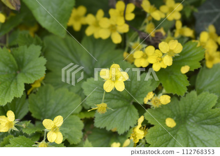 Waldsteinia Waldsteinia 112768353