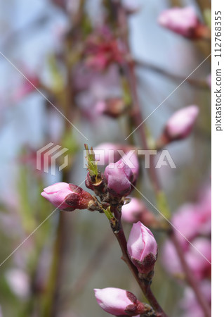 Nectarine Armking Nectarine Armking 112768355