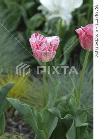Tulip Hemisphere 112768359