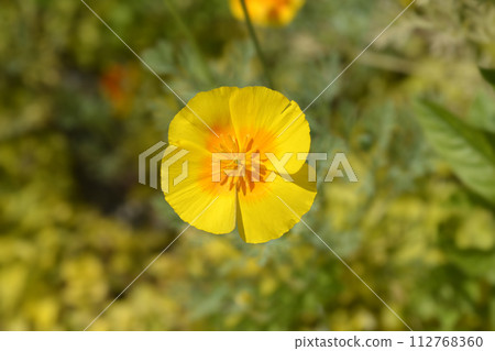 Golden poppy flower 112768360