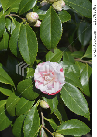 Camellia 112768368