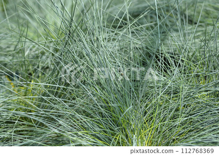 Blue fescue Intense Blue Blue fescue Intense Blue 112768369