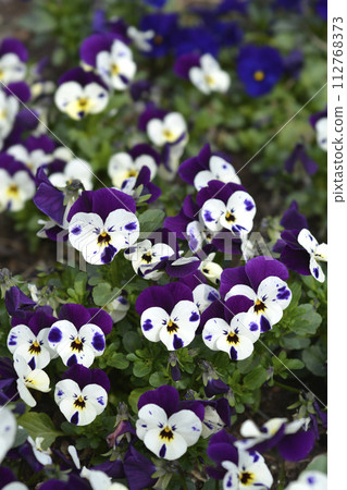 Horned violet 112768373