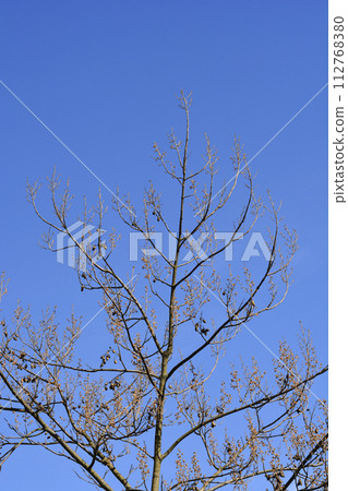 Empress tree Empress tree 112768380