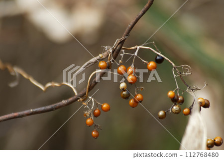 茜草科植物 Hexocanaceae 的黃褐色果實 茜草科植物 Hexocanaceae 的黃褐色果實 112768480