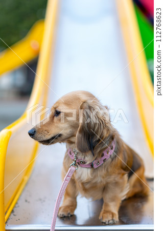 臘腸犬在公園散步 112768623