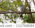 Bulbul perching on a tree 112768684