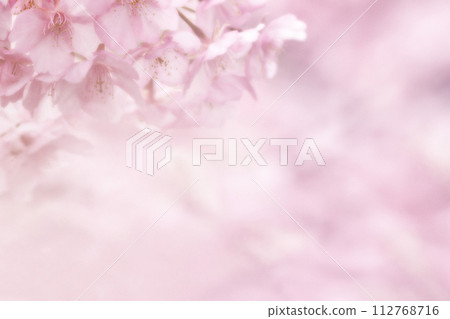 櫻花留言 櫻花留言 112768716