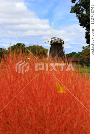 red kochia and windmill red kochia and windmill 112768742