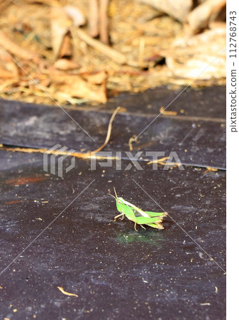 Haunting grasshopper Haunting grasshopper 112768743