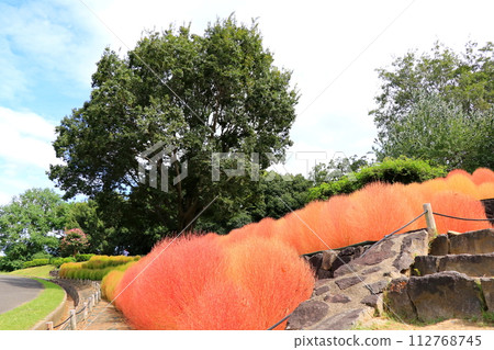 Kochia planted in the park 112768745