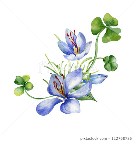 Arrangement of shamrock and crocus watercolor illustration isolated on white. Painted green clover and blue flowers. Irish lucky symbol hand drawn. Design for St.Patricks day postcard, Easter card Arrangement of shamrock and crocus watercolor illustration isolated on white. Painted green clover and blue flowers. Irish lucky symbol hand drawn. Design for St.Patricks day postcard, Easter card 112768786
