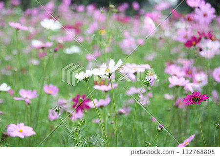 Field of colorful cosmos flowers 112768808