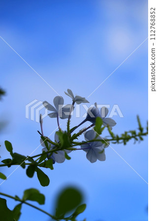 Ruri Matryu flower Ruri Matryu flower 112768852
