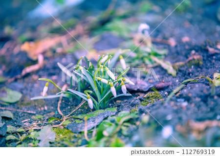Flowering Galanthus (snowdrops) in early spring 112769319